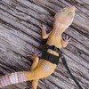 3Pcs Bearded Dragon Harness and Leash Set, 3 Size Adjustable