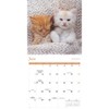 Carousel Calendars, Kittens 2026 Wall Calendar, 12'' X 12'', 16-Month