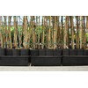 Stuewe & Sons – Mini Treepot Growing Kit - TP49