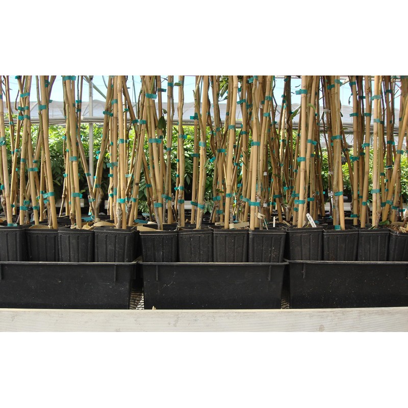 Stuewe & Sons – Mini Treepot Growing Kit - TP49