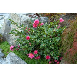 Shishi Gashira Pink Camellia Sasanqua - Live Plant - Quart Pot