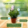 Florida House Plants Christmas Cactus, 4 inch Xmas Thanksgiving Easter