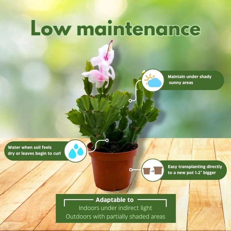 Florida House Plants Christmas Cactus, 4 inch Xmas Thanksgiving Easter