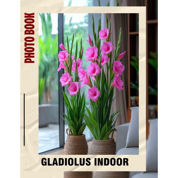Gladiolus Indoor