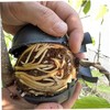 Air Layering Pods 20Pcs 3.15 Inch Universal Grafting Ball for