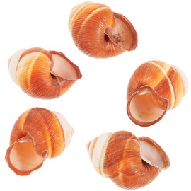 Kisangel Natural Snail Shells Pack of 5 4 cm Oven-Safe Escargot Moulds for Restaurant & Household, French Snail Cooking Bowls with Non-Slip Design
