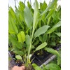 Unbranded 5 PCs Turmeric Roots Curcuma Longa Ready To Plant