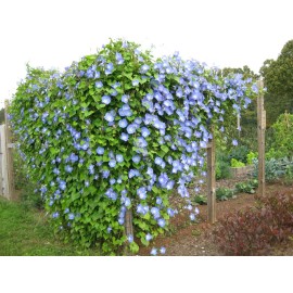 Fresh 25 MORNING GLORY HEAVENLY BLUE SEEDS  15 ft FRESH HARVEST FOR GARDENS