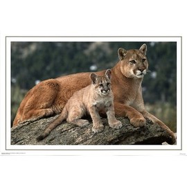 Cougar and CUB - Motivational - Wildlife Poster Print