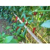Kashmiri Mirch Chilli Seeds - 10 Fresh Seeds - Great