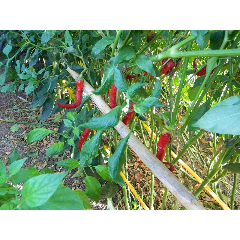 Kashmiri Mirch Chilli Seeds - 10 Fresh Seeds - Great