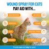 Cat Wound Care Spray with Silver – Wounds, Rashes, Hot