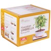 Brussel's Live Hawaiian Umbrella Indoor Bonsai Tree Kit - 3