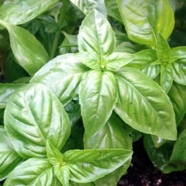 The Gardening World 250 Italian Large Leaf Basil Seeds Culinary Herb Great For Pesto