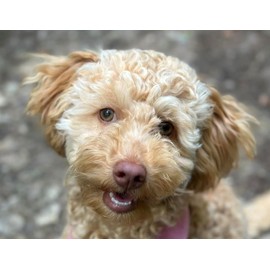 Vet Quality Probiotic & Prebiotic Digestive Care Paste Supplement for Dogs & Cats - Fast Acting Treatment For Diarrhea - Eases Digestive Upset - Bacterial Gut Imbalance - Manage Loose Stools - 60ml