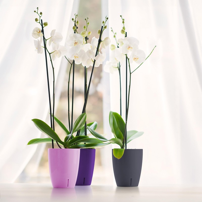 Happy Plants Orchid Pot D 12.5 cm Flower Pot with
