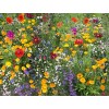 Freshseed California and USA Wildflower mix packet of 400+ seeds