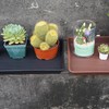 VUWEZ 2 Pack Plant Saucer Tray Rectangular, Plant Growing Nursery