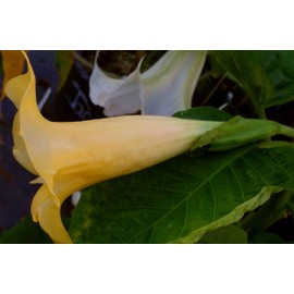 Angels Gold FACE Brugmansia Live Plant Unusual Fragrant Golden Yellow Apricot Double Trumpet Flowers Starter Size 4 Inch Pot Emerald tm