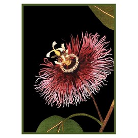 Orenco Originals Passion Flower Detail # 1 by Mary Delany Counted Cross Stitch Pattern