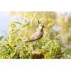 Goebel Bird of the Year 2024 Large Lapwing Figurine