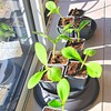 Verdonia 40 x 8cm Plastic Pots for Sowing, Transplanting, Cuttings,