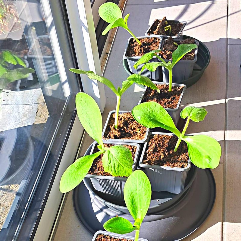 Verdonia 40 x 8cm Plastic Pots for Sowing, Transplanting, Cuttings,