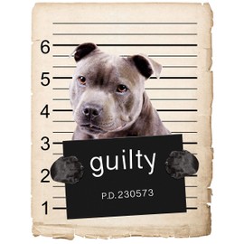 American Staffordshire Terrier Mugshot Bad Dog in Pocket Car Bumper Magnet, Magnetic for Refrigerator, Decorative Fridge Magnet, Office, Whiteboard, Kitchen, Locker Waterproof Decor, Family, 4x7