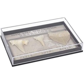 Namvo Set of 3pcs Natural Fossil Shark Tooth Specimen Natural Stones for Education Home Decor Teeth Fossiles Children Gift