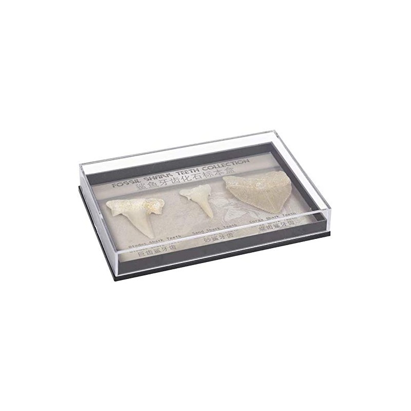 Namvo Set of 3pcs Natural Fossil Shark Tooth Specimen Natural
