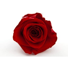 Rosen-Te-Amo 6 Infinity Red Rose Heads - Our Exclusive Decorative Introduction || Preserved Flower Box | Express Your Decorative Creativity | Birthday Gift for Women Mum Girlfriend Grandma
