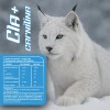 Cla Carnitina Linx Fit 1kg 100 Servicios Varios Sabores