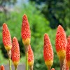 Outsidepride Kniphofia Uvaria Red Hot Poker Garden Flower Plants -