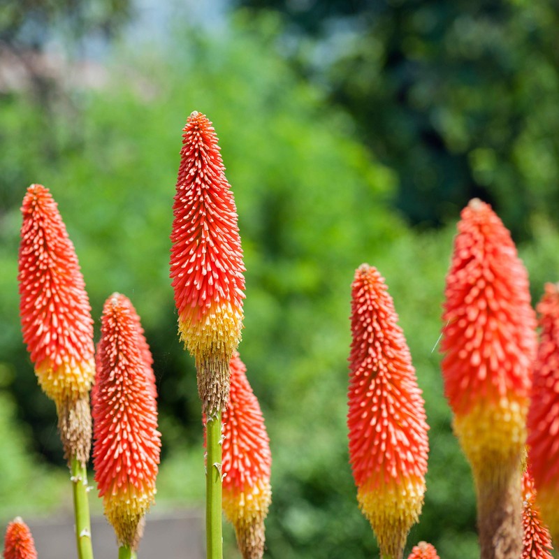 Outsidepride Kniphofia Uvaria Red Hot Poker Garden Flower Plants -
