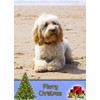 Cockapoo Dog Christmas Card 'Merry Christmas' - Special Animal Xmas