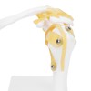 1:1 Life Size Human Anatomy Shoulder Joint Model Shoulder Blade