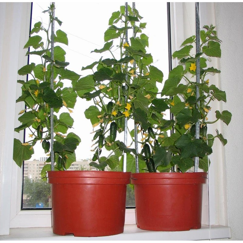 22Day Seeds: Seeds Self-Pollinated Cucumber Indoor F1 / Indoor /