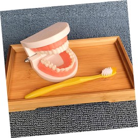 ULTECHNOVO Early Learning Preschool Tool Dental Teaching Toy Boys and Girls Cognitive Toy Tooth Model