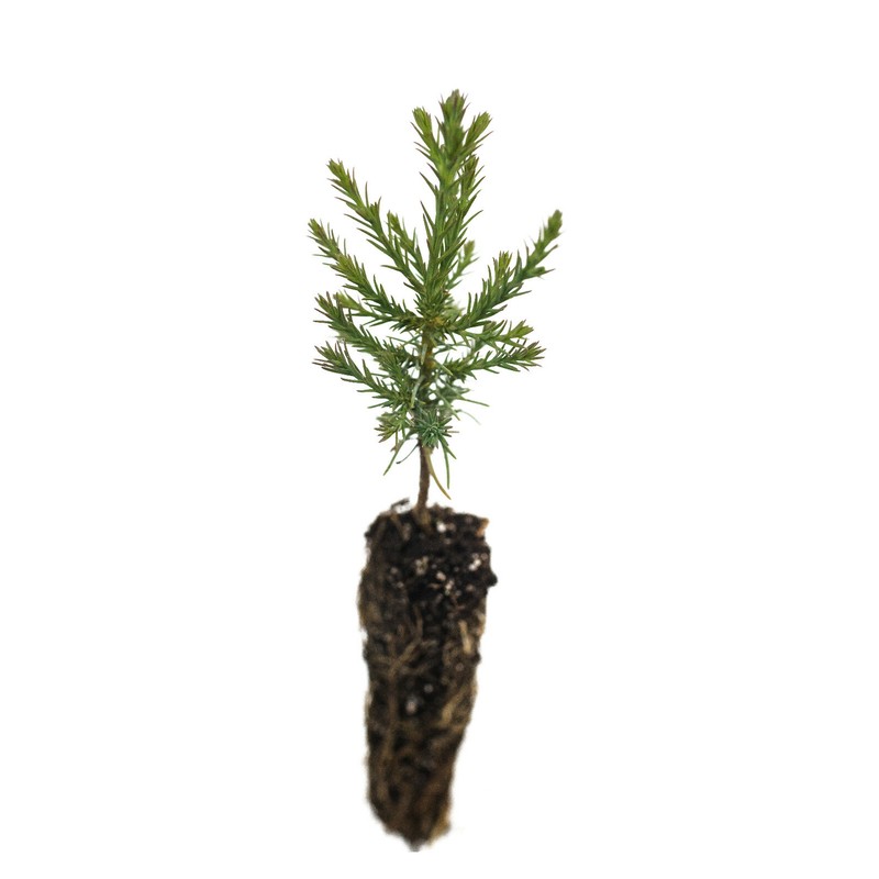 The Jonsteen Company Giant Sequoia | Small Tree Seedling |