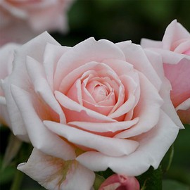 Own-Root One Gallon Quietness Hardy Rose by Heirloom Roses