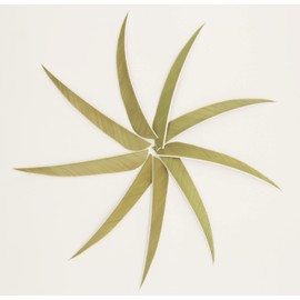 MILUWOND 50pcs 5 Inch Parabolic Arrow Feather Real Feather fletchings for Arrow