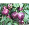 CEMEHA SEEDS Sweet Bell Pepper Purple Vegetable Heirloom Organic Non-GMO