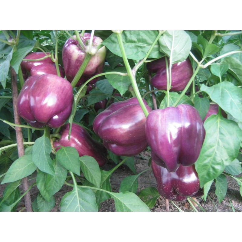 CEMEHA SEEDS Sweet Bell Pepper Purple Vegetable Heirloom Organic Non-GMO