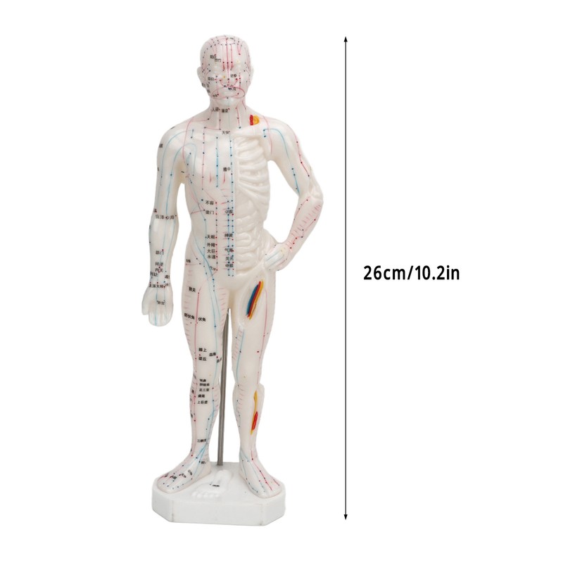 Human Body Acupuncture Model Professional Portable Meridian Points Model for