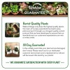 Wekiva Foliage Pomegranate Variety Pack - 4 Live Starter Plants