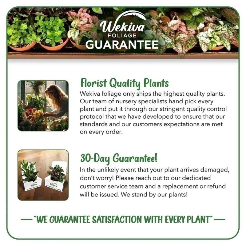 Wekiva Foliage Pomegranate Variety Pack - 4 Live Starter Plants