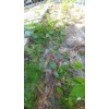 Tree Red Mulberry Tree 8 Cuttings 7"-9' long Organic Leave