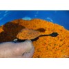 Haldorado Ready Method Groundbait, 4 Seasons Carp Fishing Bait, Mango,