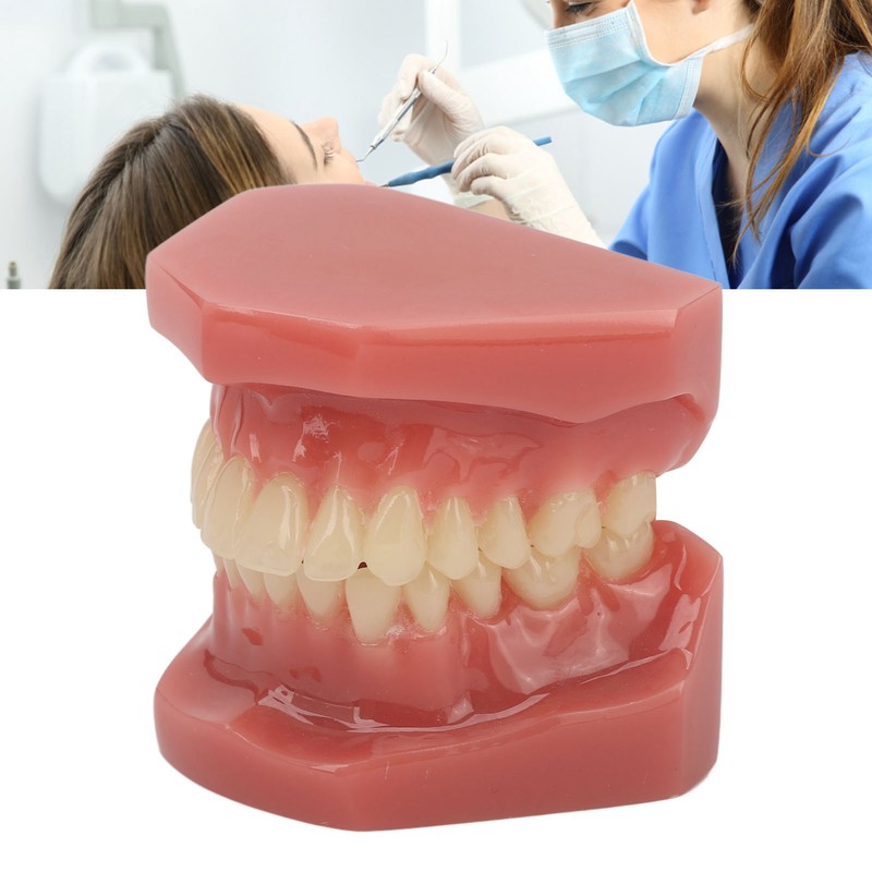 Tooth Model 28 Teeth Dental Orthodontic Model Teaching Study Supplies