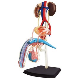 Famemaster 4D-Vision Human Male Reproductive Anatomy Model